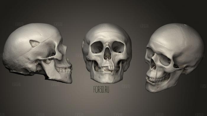 3D-сканирование черепа 3d stl модель для ЧПУ
